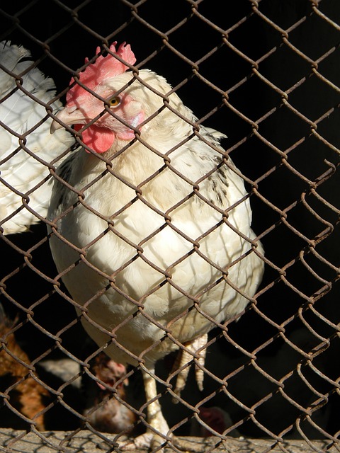 守上针对灰 守上针对灰