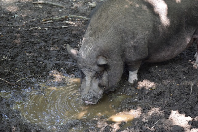 斯改变其政 斯改变其政